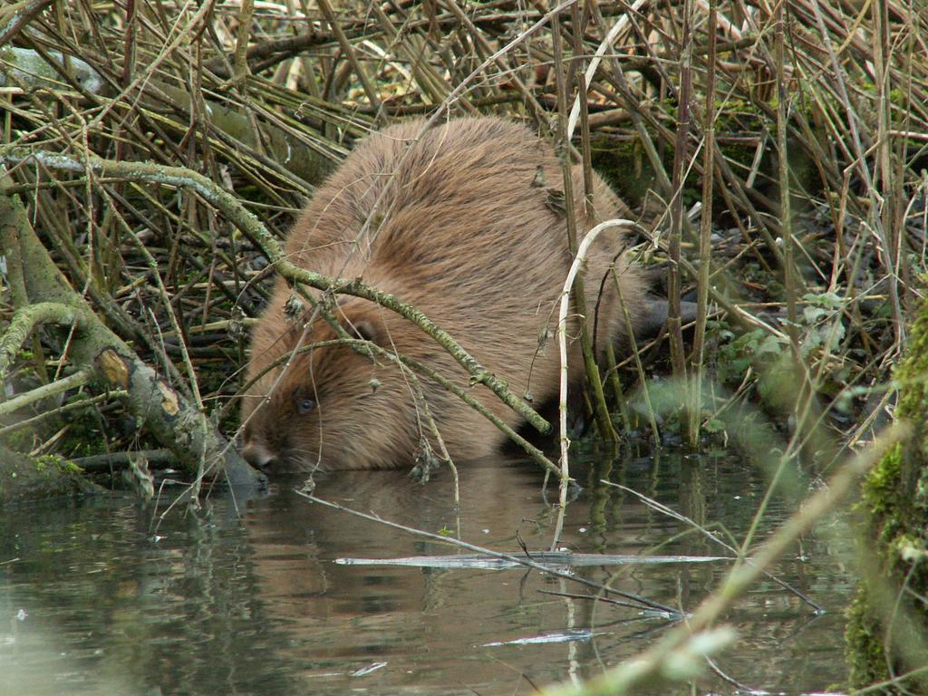 De Brabantse Biesbosch Hotell Werkendam Eksteriør bilde